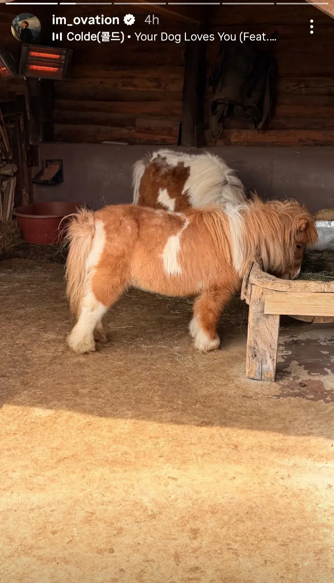 smol ponies