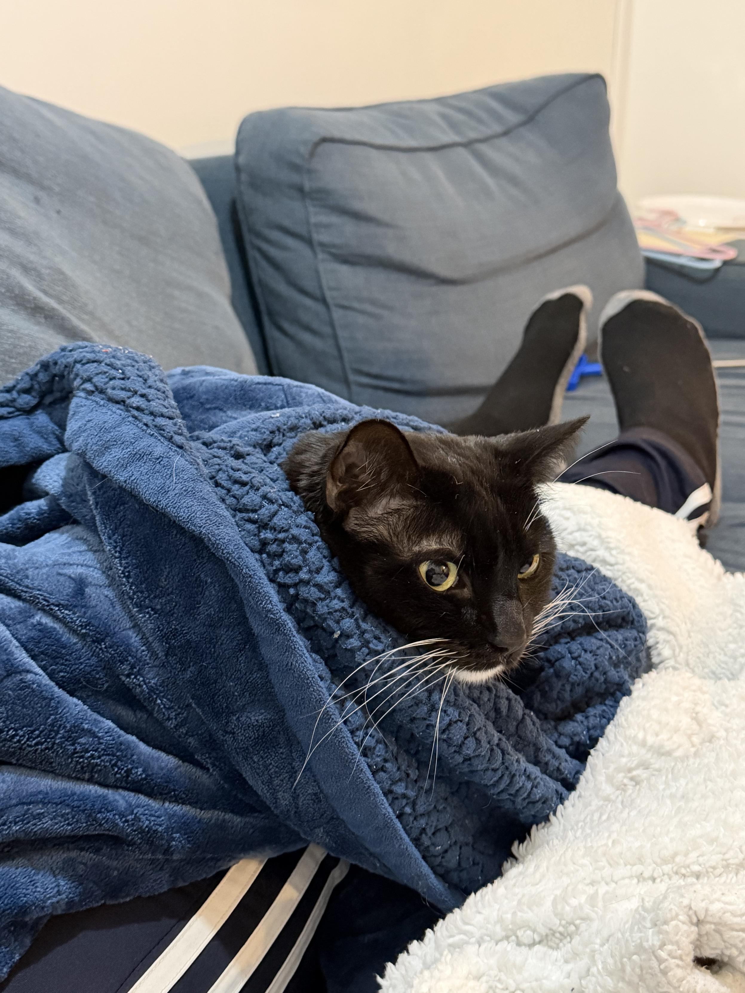 Black and white cat wrapped in a blue blanket on top of legs wearing track pants. Black and grey socks are also seen in the back ground as well a blue coach