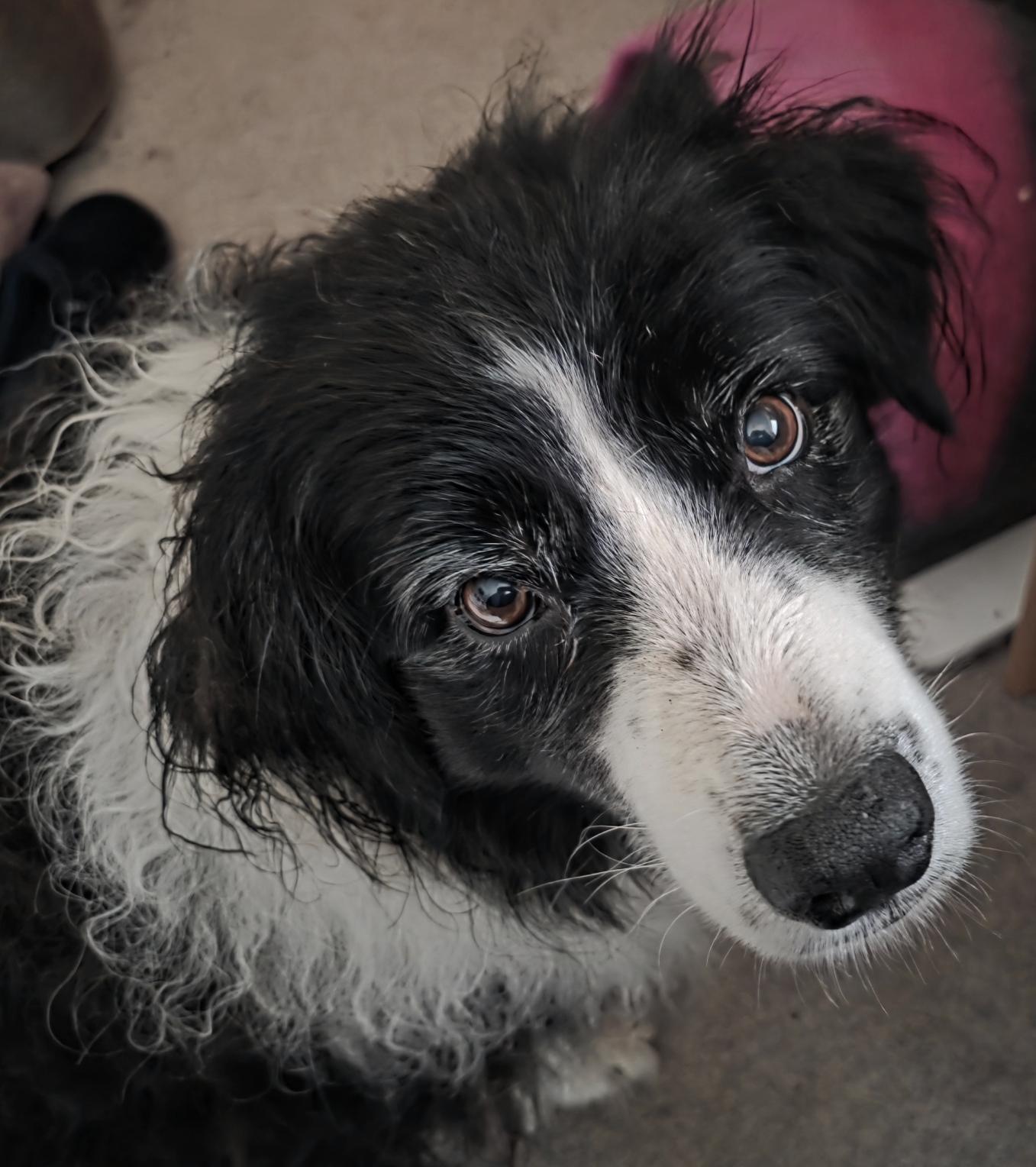 Manneke the border collie, fresh from frolicking outside in the rain, looking up from under my desk. He's suggesting less productivity.