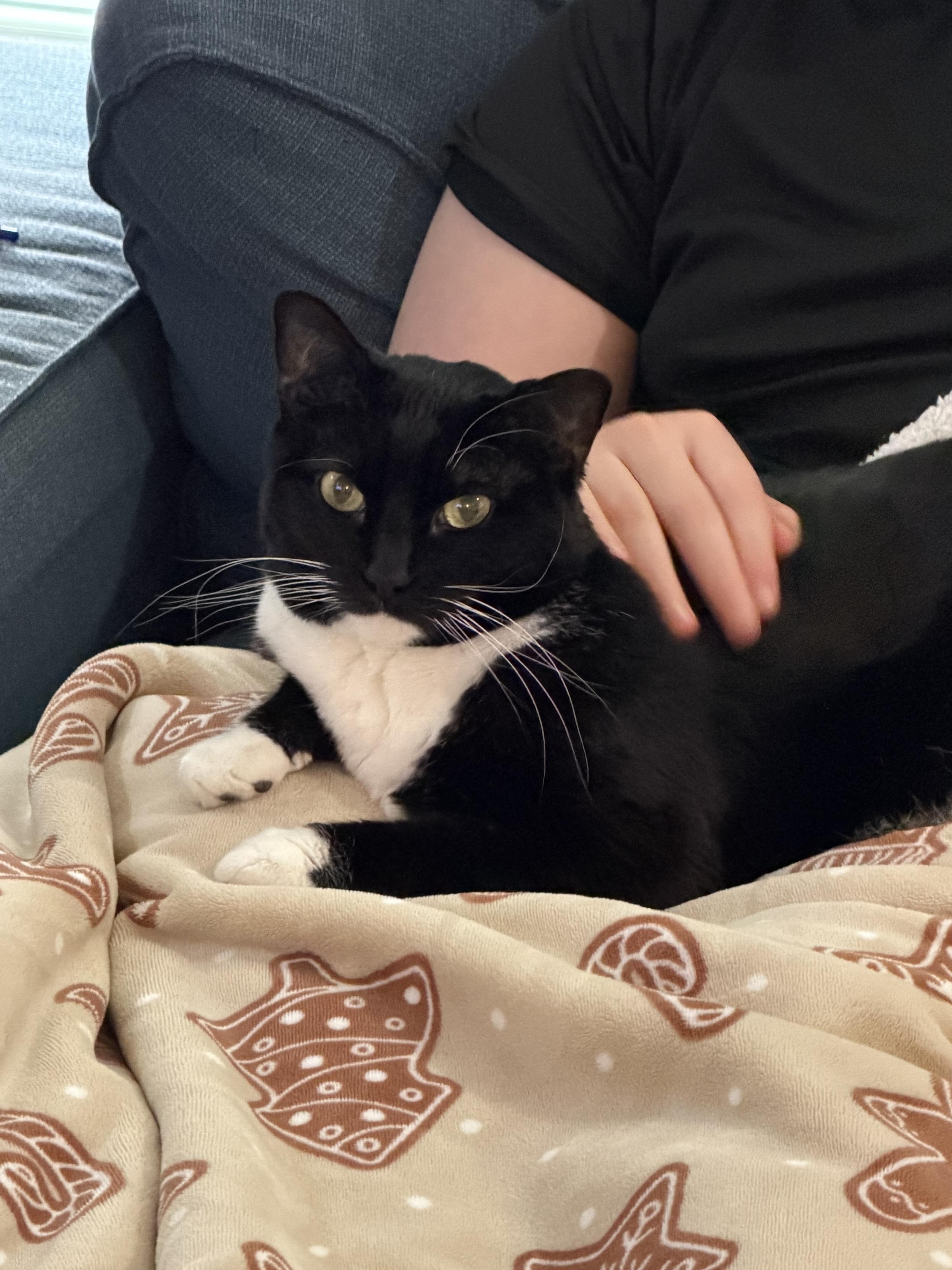 Black and white cat sitting proudly on a blanket that is on the lap of a teenager. Only the arm and shoulder of the teenager is visible. With hand resting on the cat.