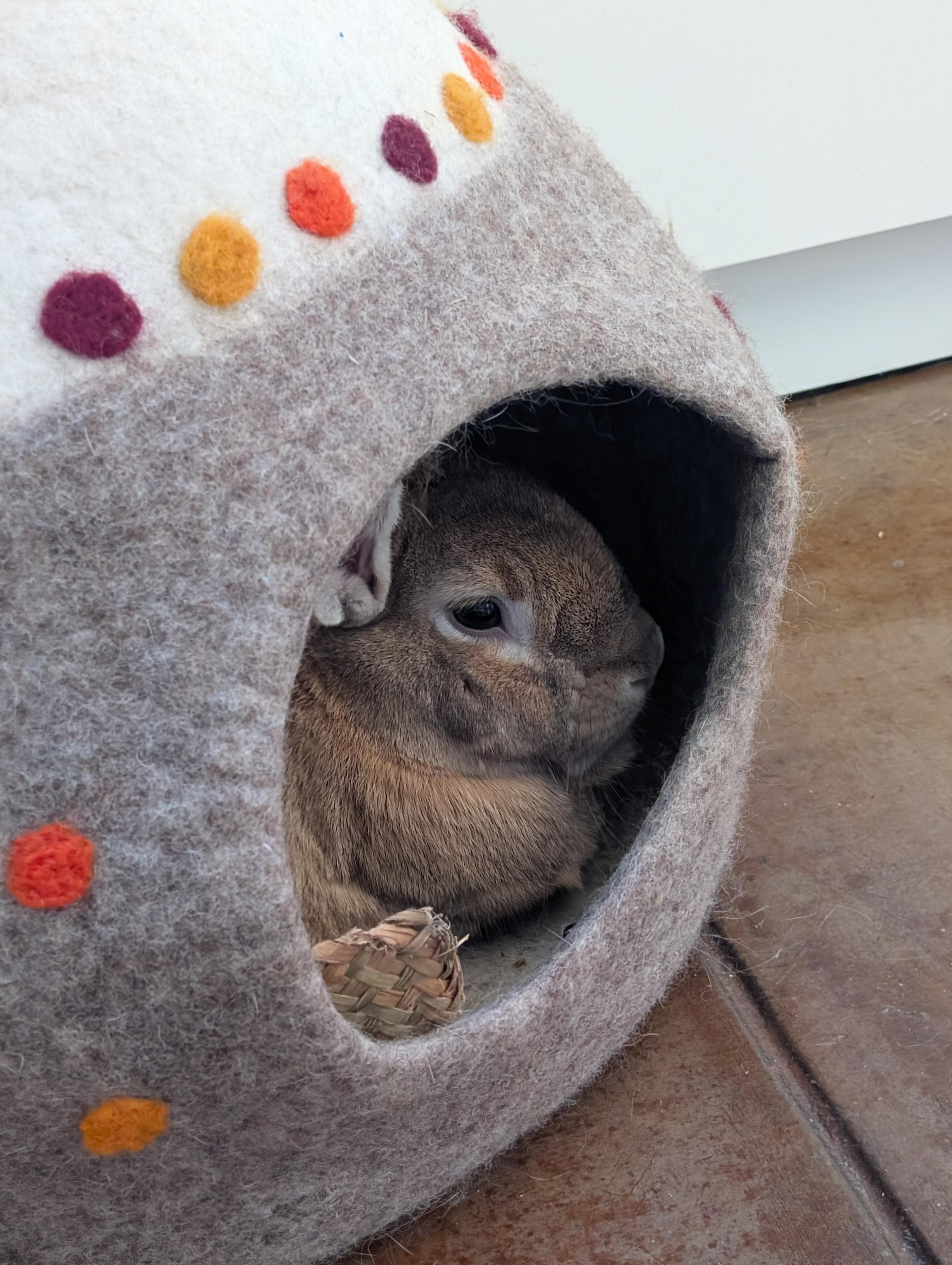 a golden color rabbit cozily enjoying his felted abode