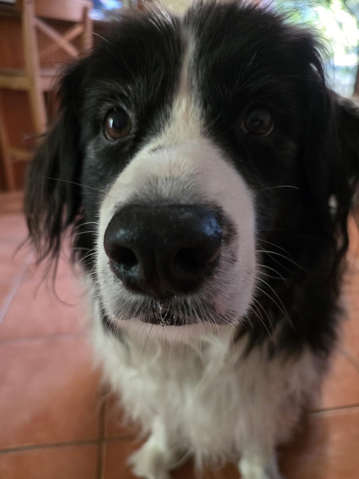 Manneke the border collie is hella unimpressed!