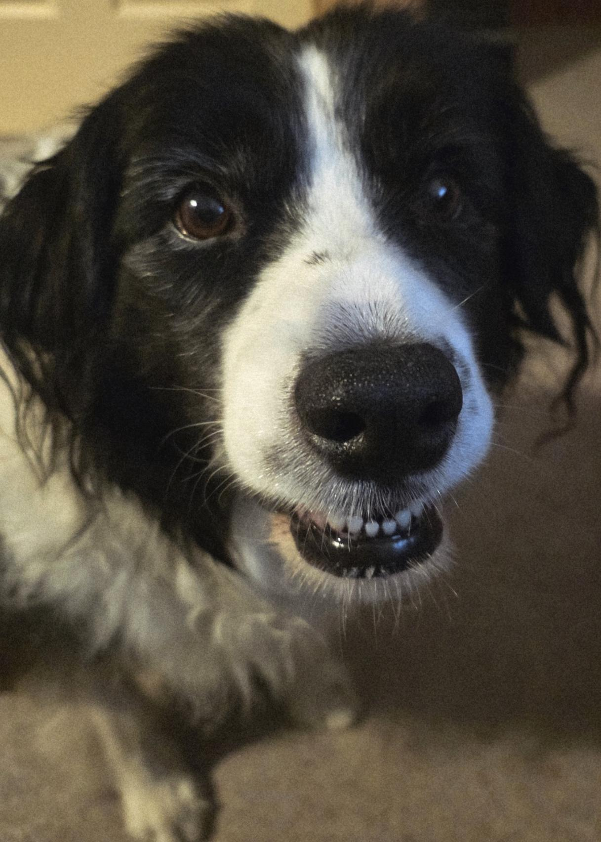 Manneke the Border Collie is on steroids for his blood disorder and he would like ALL the treats now, please and thank you. 

Showing me his cutest smile with teefies!